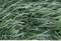 Grass Tall 0004